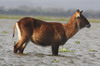 Waterbuck (Kobus ellipsiprymnus) - Kenya