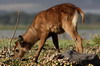 Waterbuck (Kobus ellipsiprymnus) - Kenya