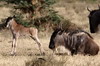 Blue Wildebeest (Connochaetes taurinus) - Kenya