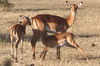 Impala (Aepyceros melampus) - Kenya