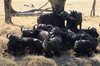 African Buffalo (Syncerus caffer) - Kenya