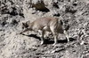 Himalayan Blue Sheep (Pseudois nayaur) - Nepal