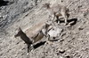 Himalayan Blue Sheep (Pseudois nayaur) - Nepal