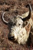 Yak (Bos grunniens) - Npal