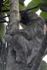 Paresseux  gorge brune (Bradypus variegatus) - Costa-Rica
