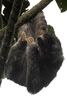 Paresseux  gorge brune (Bradypus variegatus) - Costa-Rica