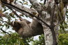 Paresseux  gorge brune (Bradypus variegatus) - Panama