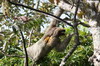 Brown-throated Three-toed Sloth (Bradypus variegatus) - Panama