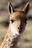 Vicuna (Vicugna vicugna) - Argentina