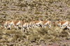 Vicuna (Vicugna vicugna) - Argentina