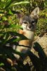 Renard gris (Urocyon cinereoargenteus) - Mexique