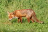 Red Fox (Vulpes vulpes) - France