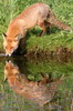 Renard roux (Vulpes vulpes) - France