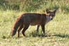 Red Fox (Vulpes vulpes) - France