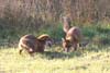 Red Fox (Vulpes vulpes) - France