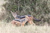 Chacal  chabaque (Canis mesomelas) - Kenya