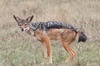 Black-backed Jackal (Canis mesomelas) - Kenya