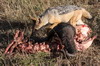 Black-backed Jackal (Canis mesomelas) - Kenya