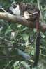 Geoffroy's Tamarin (Saguinus geoffroyi) - Panama