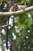 Geoffroy's Tamarin (Saguinus geoffroyi) - Panama
