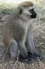 Vervet (Chlorocebus pygerythrus) - Tanzanie