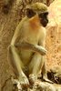 Callitriche (Chlorocebus sabaeus) - Sngal