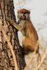 Patas (Erythrocebus patas) - Sngal