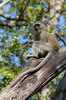 Vervet (Chlorocebus pygerythrus) - Botswana