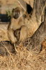 Babouin chacma (Papio ursinus) - Botswana
