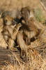 Babouin chacma (Papio ursinus) - Botswana