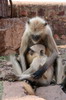 Langur Hanuman (Semnopithecus entellus) - Inde