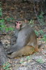 Rhesus Macaque (Macaca mulatta) - India