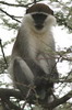 Grivet Monkey (Chlorocebus aethiops) - Ethiopia