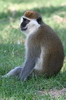 Grivet Monkey (Chlorocebus aethiops) - Ethiopia