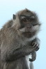 Macaque crabier (Macaca fascicularis) - Indonsie