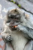 Macaque crabier (Macaca fascicularis) - Indonsie