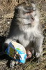 Macaque crabier (Macaca fascicularis) - Indonsie