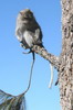 Macaque crabier (Macaca fascicularis) - Indonsie
