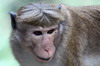 Toque Macaque (Macaca sinica) - Sri Lanka