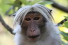 Toque Macaque (Macaca sinica) - Sri Lanka