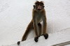 Toque Macaque (Macaca sinica) - Sri Lanka
