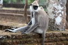 Tufted Grey Langur (Semnopithecus priam) - Sri Lanka