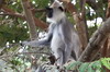 Tufted Grey Langur (Semnopithecus priam) - Sri Lanka