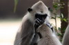 Tufted Grey Langur (Semnopithecus priam) - Sri Lanka