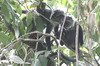 Singe de Sykes (Cercopithecus albogularis) - Kenya