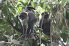 Sykes's Monkey (Cercopithecus albogularis) - Kenya