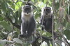 Singe de Sykes (Cercopithecus albogularis) - Kenya