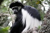 Colobe Gurza (Colobus guereza) - Kenya