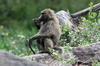 Olive Baboon (Papio anubis) - Kenya