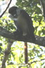 Cercopithque ascagne (Cercopithecus ascanius) - Kenya